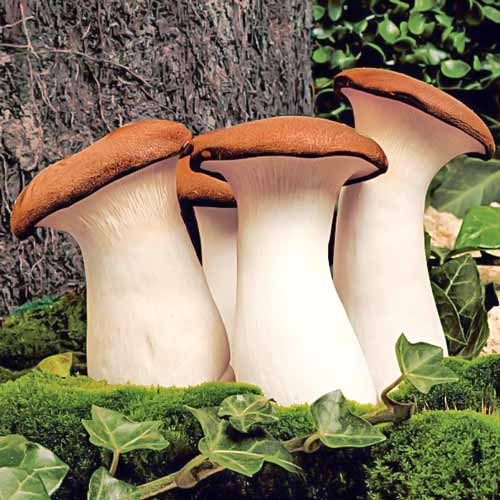 Pleurotus Regal (Păstrăvul scailor) articol fotografie 1 Pleurotus Regal (Păstrăvul scailor) imagine 1 articol 9731
