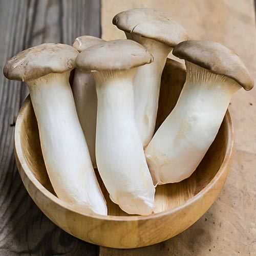 Pleurotus Regal (Păstrăvul scailor) articol fotografie 2 Pleurotus Regal (Păstrăvul scailor) imagine 2 articol 9731