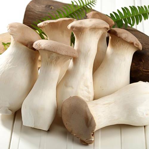 Pleurotus Regal (Păstrăvul scailor) articol fotografie 3 Pleurotus Regal (Păstrăvul scailor) imagine 3 articol 9731