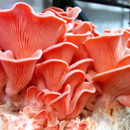 Pleurotus Roz (Djamor) imagine 2 articol 9750
