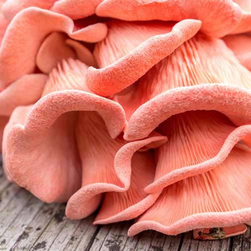 Pleurotus Roz (Djamor) imagine 3 articol 9750