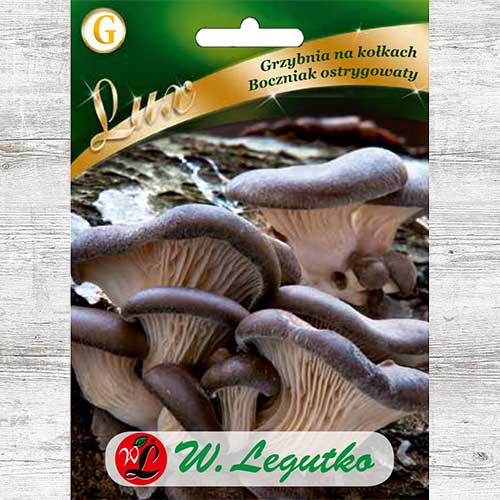 Pleurotus articol fotografie 1 Pleurotus imagine 1 articol 86699