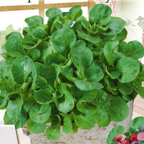 Porumb de salată imagine 1 articol 65438