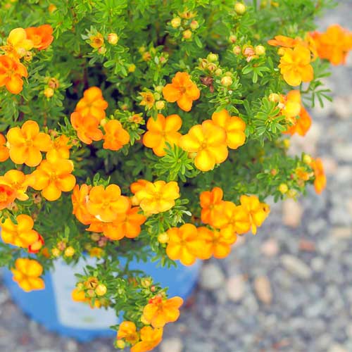 Potentilla Bella Apple articol fotografie 1 Potentilla Bella Apple imagine 1 articol 4473