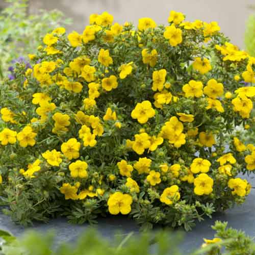 Potentilla Bella Lindsey articol fotografie 1 Potentilla Bella Lindsey imagine 1 articol 4099