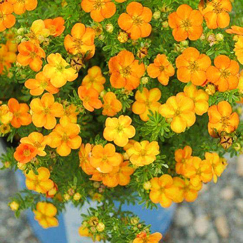 Potentilla Bella Sol imagine 1 articol 4012
