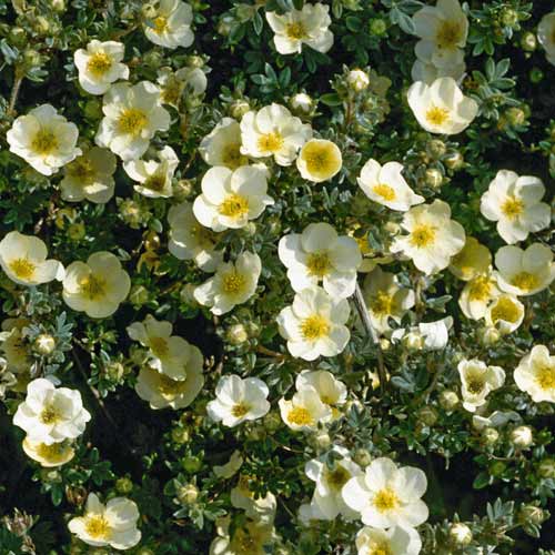 Potentilla Cream'Issima PBR, C2 articol fotografie 1 Potentilla Cream'Issima PBR, C2 imagine 1 articol 8566