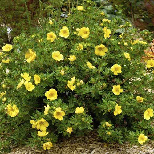 Potentilla Double Punch Gold ® PBR, C2 articol fotografie 1 Potentilla Double Punch Gold ® PBR, C2 imagine 1 articol 8564