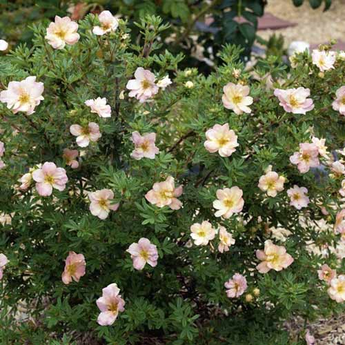 Potentilla Double Punch Pastel ® PBR, C2 imagine 1 articol 8565