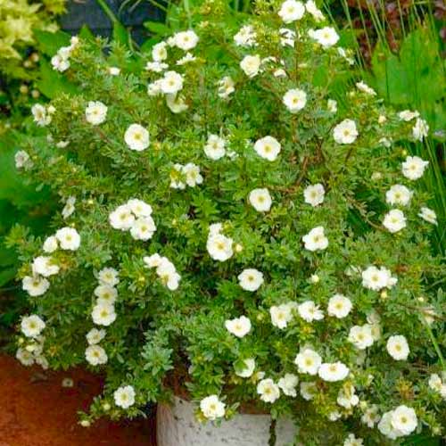 Potentilla fruticosa Double Punch Cream imagine 1 articol 5621