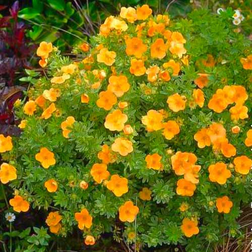 Potentilla fruticosa Double Punch Tango imagine 1 articol 5623