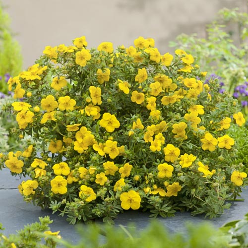 Potentilla Goldfinger articol fotografie 1 Potentilla Goldfinger imagine 1 articol 9072