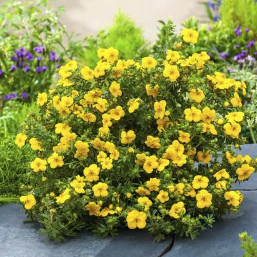 Potentilla Goldstar, C2 articol fotografie 1 Potentilla Goldstar, C2 imagine 1 articol 8567