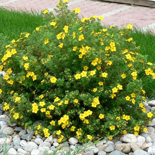 Potentilla Hendlin Bella Lindsey articol fotografie 2 Potentilla Hendlin Bella Lindsey imagine 2 articol 4016