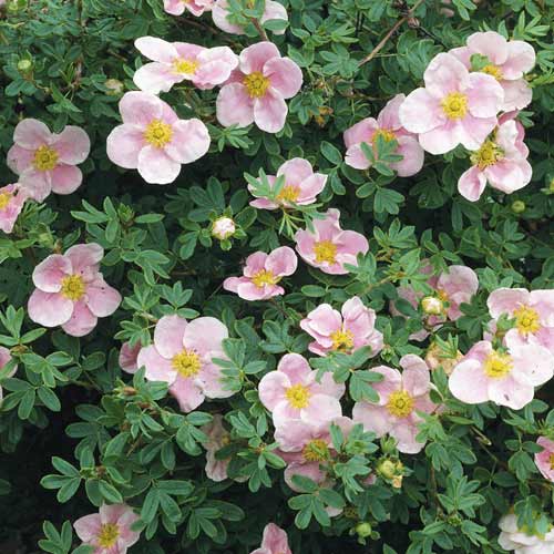 Potentilla Princess, C2 articol fotografie 1 Potentilla Princess, C2 imagine 1 articol 8569