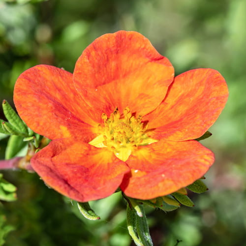 Potentilla Red Ace articol fotografie 1 Potentilla Red Ace imagine 1 articol 2041