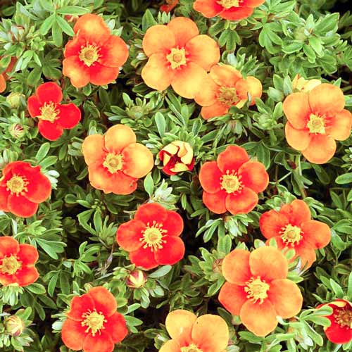 Potentilla Sunset imagine 1 articol 9591