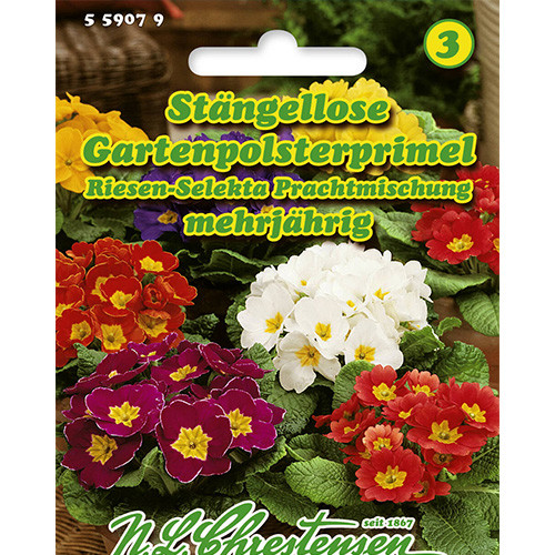 Primula Giant Selekta, mix multicolor Chrestensen articol fotografie 1 Primula Giant Selekta, mix multicolor Chrestensen imagine 1 articol 86181