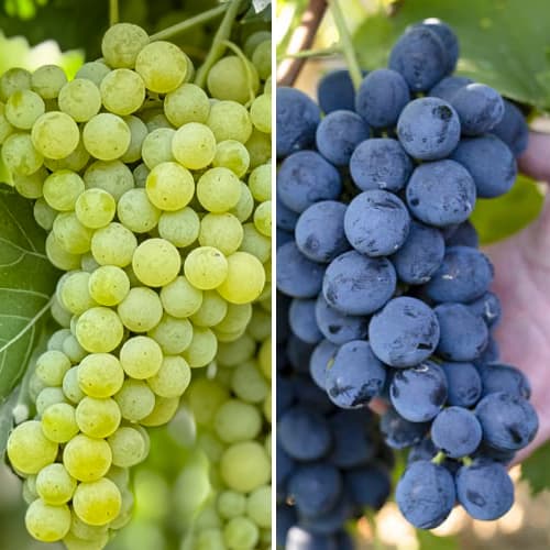 Promo Set! Viță de vie Super rezistentă la îngheț, set de 2 soiuri imagine 1 articol 6167