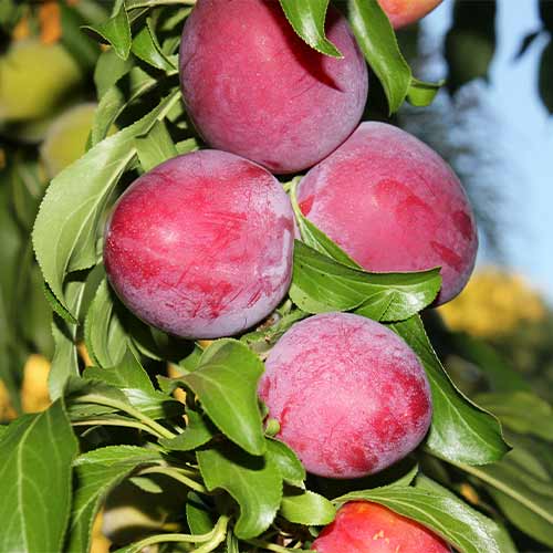 Prun (columnar) Red Lure imagine 1 articol 2022