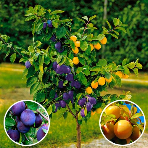 Prun DUO  articol fotografie 1 Prun DUO  imagine 1 articol 7146