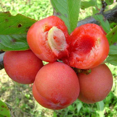 Prun Jamaica, С2 imagine 1 articol 4309