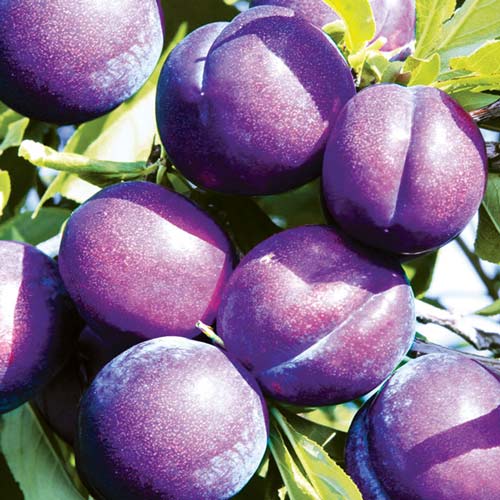 Prun Piky Loka articol fotografie 1 Prun Piky Loka imagine 1 articol 7960