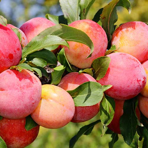 Prun Red Freedom articol fotografie 1 Prun Red Freedom imagine 1 articol 4310