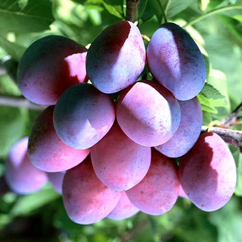 Prun Stanley, С2 imagine 1 articol 4314