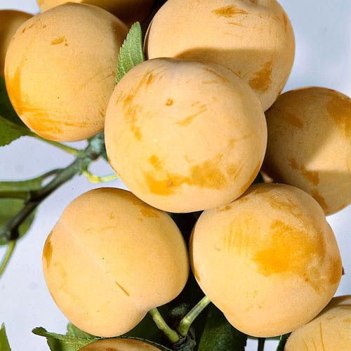 Prun Honey articol fotografie 1 Prun Honey imagine 1 articol 7447