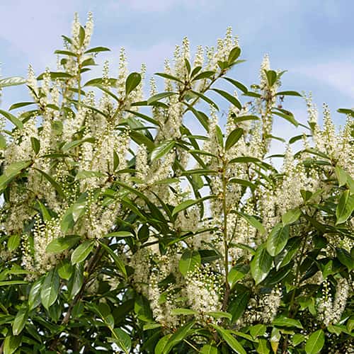 Prunus laurocerasus Rotundifolia, С2 articol fotografie 1 Prunus laurocerasus Rotundifolia, С2 imagine 1 articol 7797