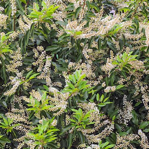 Prunus lusitanica Angustifolia, С2 imagine 1 articol 7798