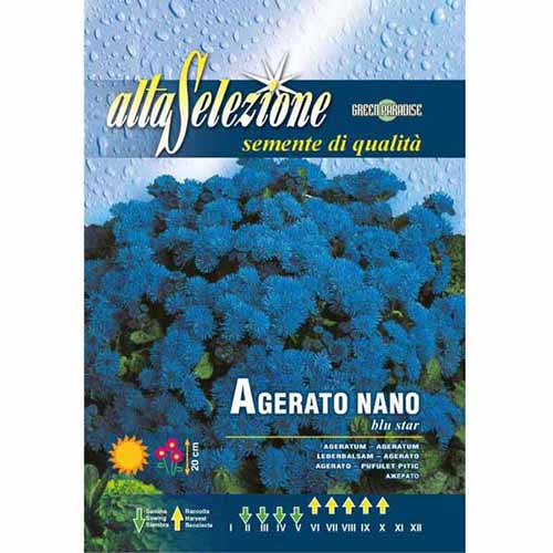 Pufuleți pitici Stea albastră imagine 1 articol 96368