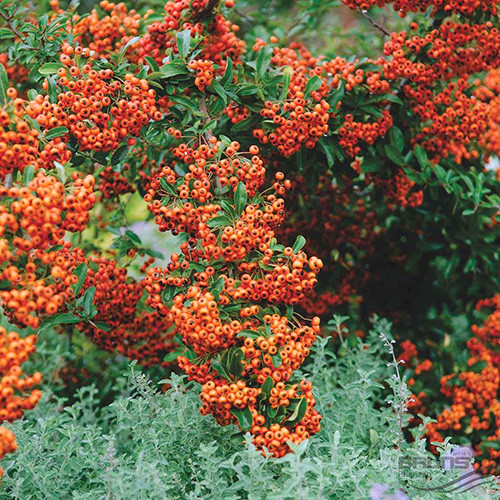 Pyracantha Firelight articol fotografie 1 Pyracantha Firelight imagine 1 articol 4017