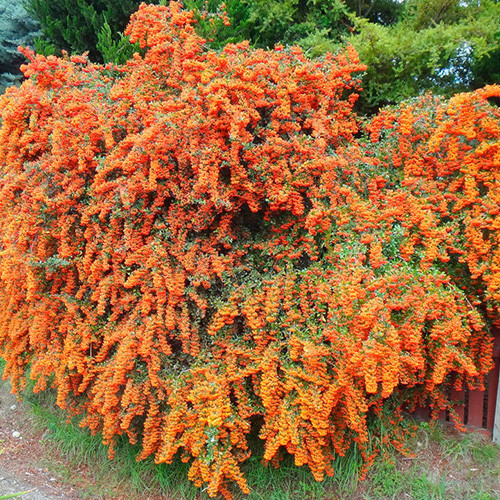 Pyracantha Firelight articol fotografie 2 Pyracantha Firelight imagine 2 articol 4017