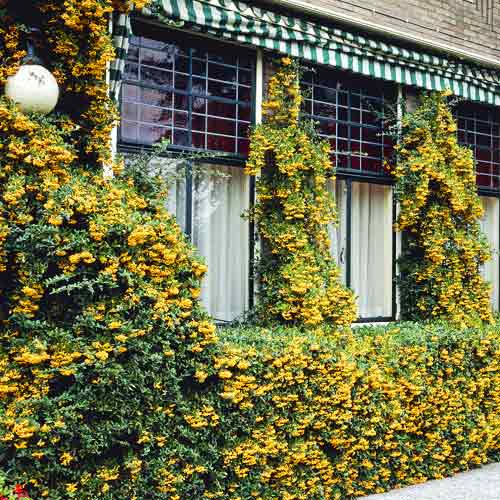 Pyracantha Golden Charmer, C3 imagine 1 articol 7727