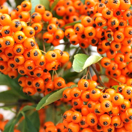Pyracantha Orange Glow articol fotografie 1 Pyracantha Orange Glow imagine 1 articol 4111