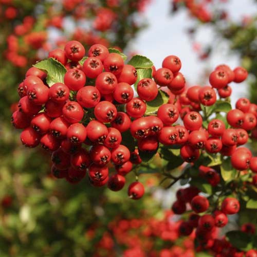 Pyracantha Red Column, C3 imagine 1 articol 7728