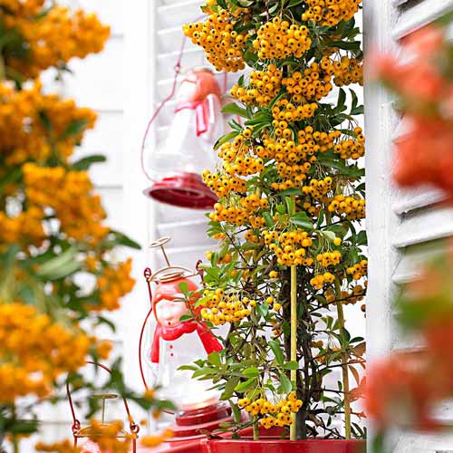 Pyracantha Soleil d'Or imagine 1 articol 67943