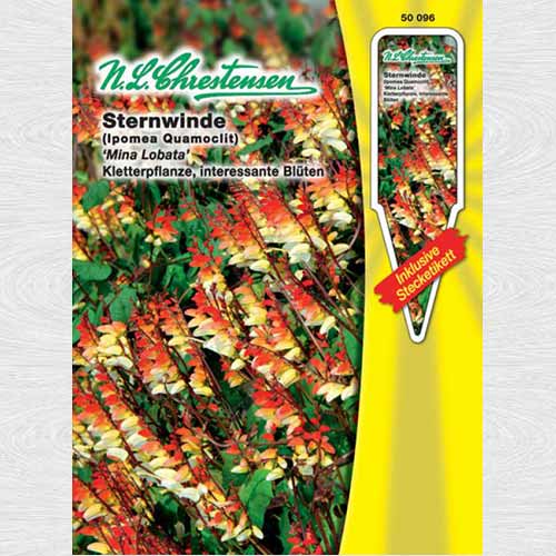 Quamoclit Mina Lobata articol fotografie 1 Quamoclit Mina Lobata imagine 1 articol 69365