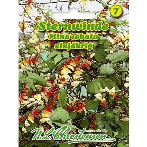 Quamoclit Mino Lobada articol fotografie 1 Quamoclit Mino Lobada imagine 1 articol 96440