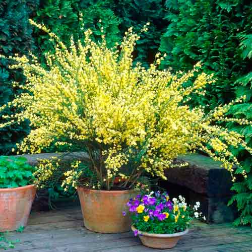 Mătură (Cytisus) Allgold imagine 1 articol 73024
