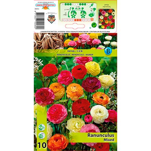 Ranunculus mix multicolor imagine 1 articol 76355