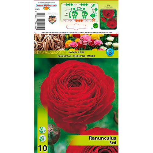 Ranunculus Red articol fotografie 1 Ranunculus Red imagine 1 articol 76359