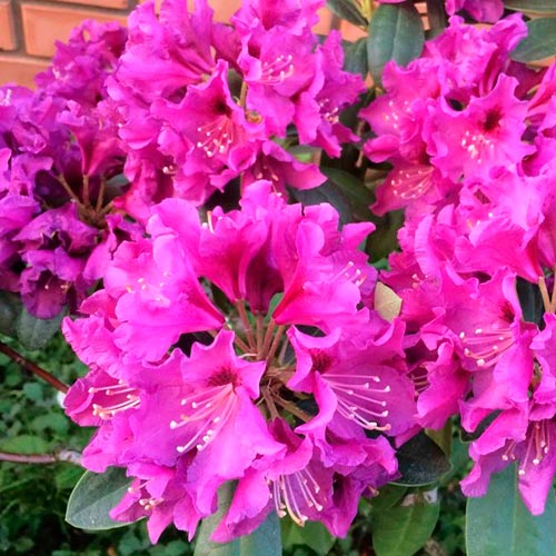 Rhododendron Amethyst imagine 3 articol 2544