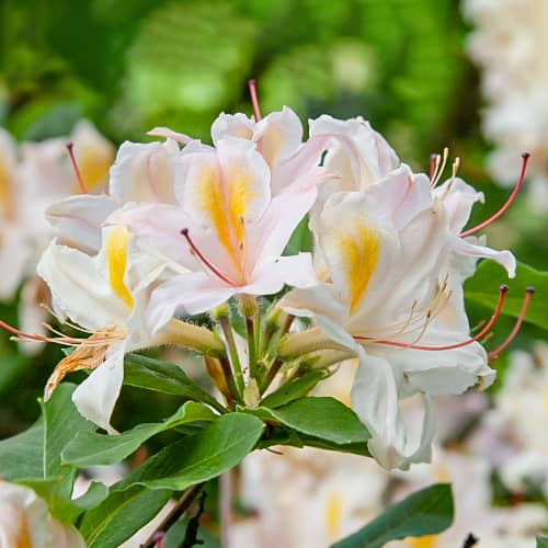 Rhododendron Arima, С2 imagine 1 articol 8262