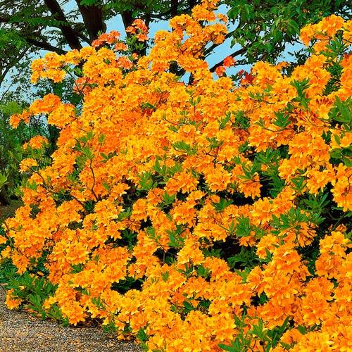 Rhododendron Auriu imagine 2 articol 2546