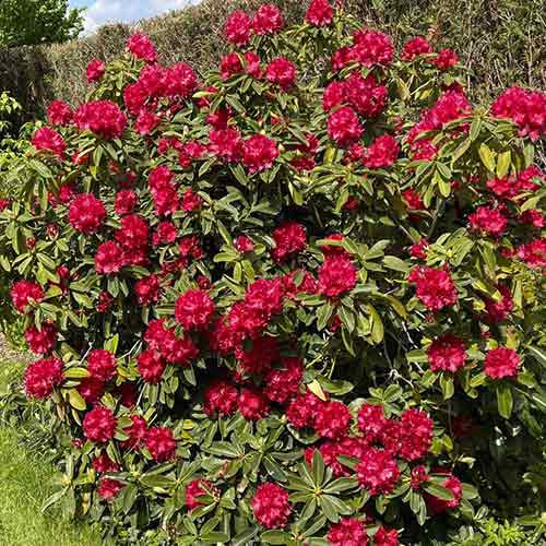 Rhododendron Bengal imagine 1 articol 4790