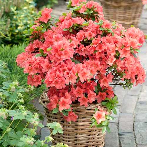 Rhododendron Brilliant imagine 1 articol 3930