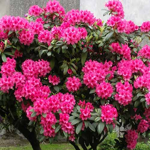 Rhododendron Eruption imagine 1 articol 4794